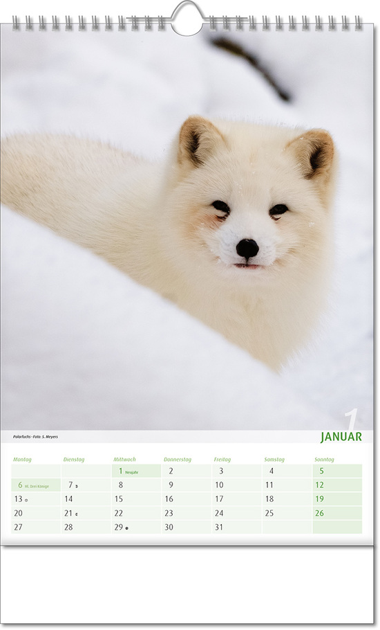 Kalender "Blick ins Tierreich" im Format 24 x 38,5 cm, mit Wire-O Bindung und verlängerter Rückwand