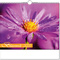 Kalender "Blütenwelt" im Format 30 x 29 cm, mit Wire-O-Bindung und verlängerter Rückwand
