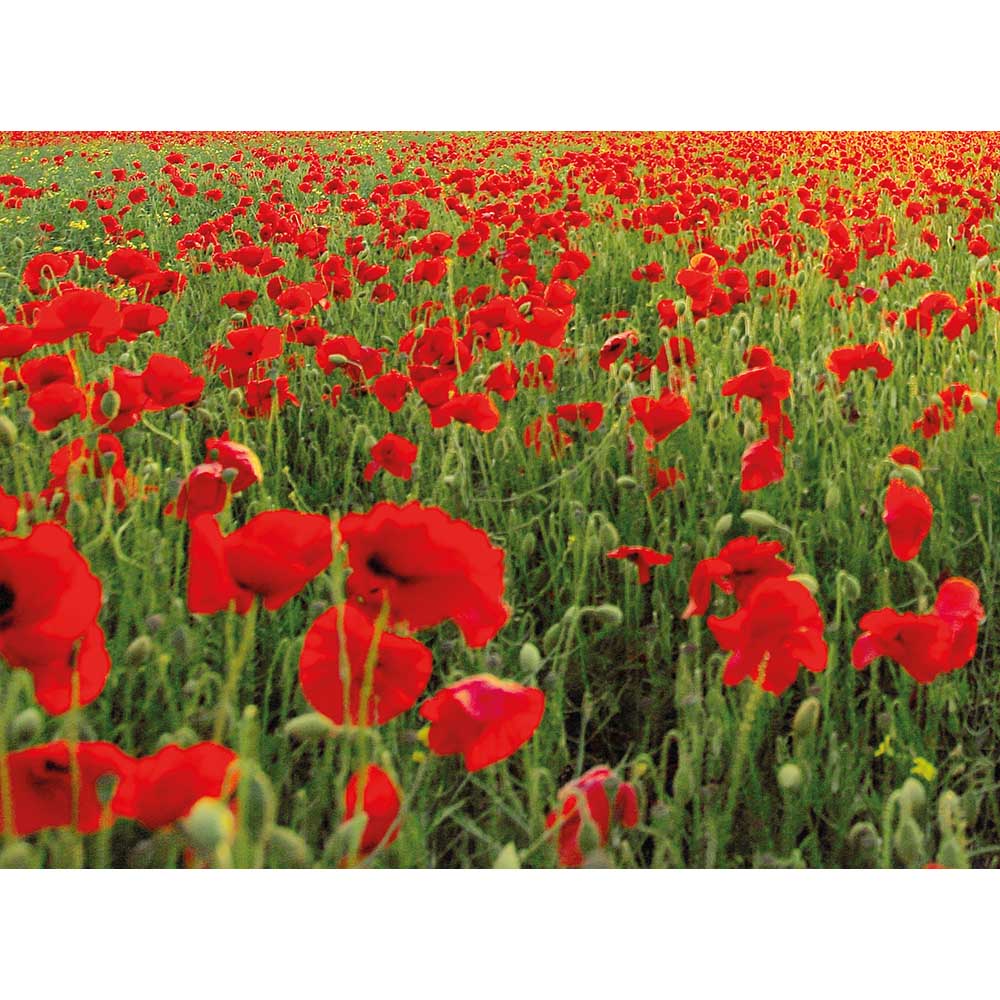 Samenpapier DIN A6 - Mohnblume, Druck 4/4-c