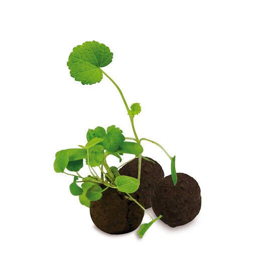 Flower-Balls in Tüte mit Samen - 4 in der Tüte