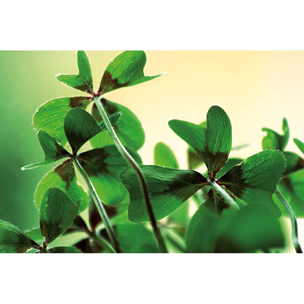 Logo-Töpfchen Banderole mit Samen - Glücksklee-Zwiebeln (* Je nach Verfügbarkeit der Glücksklee-Zwiebeln)