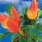 Tontöpfchen-Blume mit Samen - Gewürzpaprika