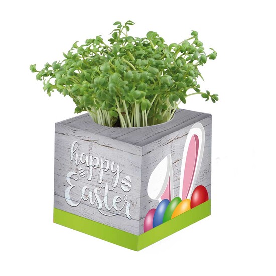 Pflanz-Würfel 2.0 mit Samen - Ostern - Eierbaumsamen