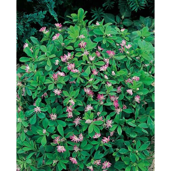 Pflanz-Cup mit Samen - Persischer Klee