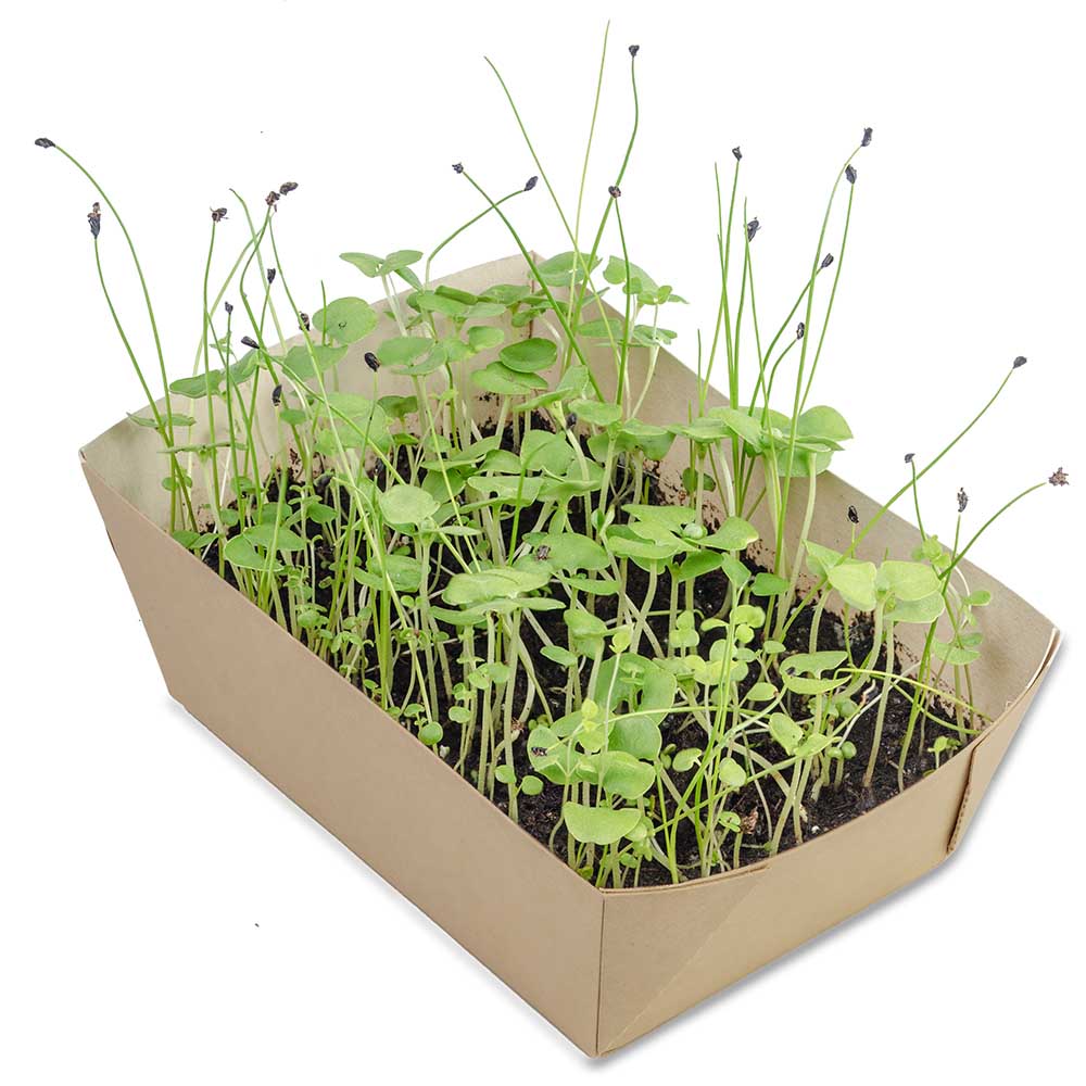 Pflanz-Schale mit Samen - Gewürzpaprika