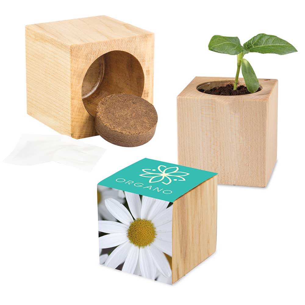 Pflanz-Holz Maxi mit Samen - Margerite, 2 Seiten gelasert