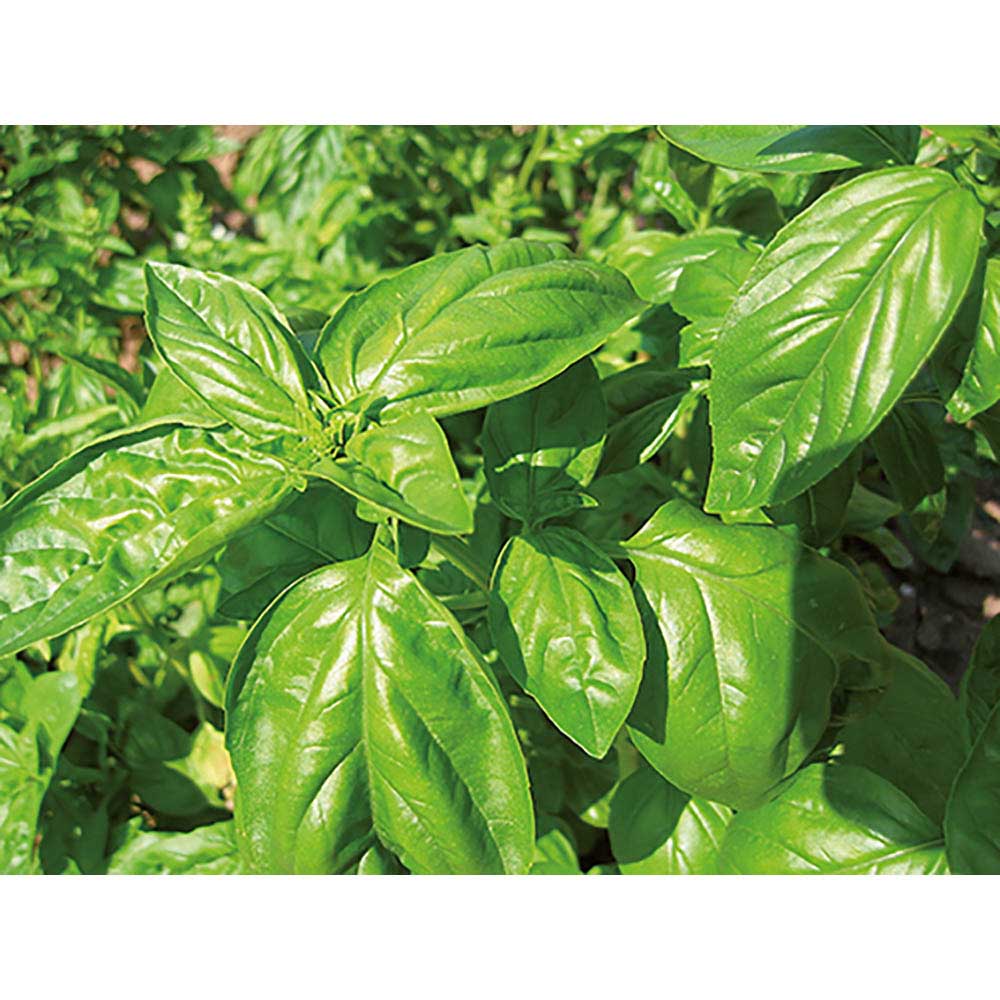 Pflanz-Holz rund mit Samen - Basilikum, Lasergravur