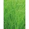 Pflanz-Holz rund mit Samen - Gras, Lasergravur