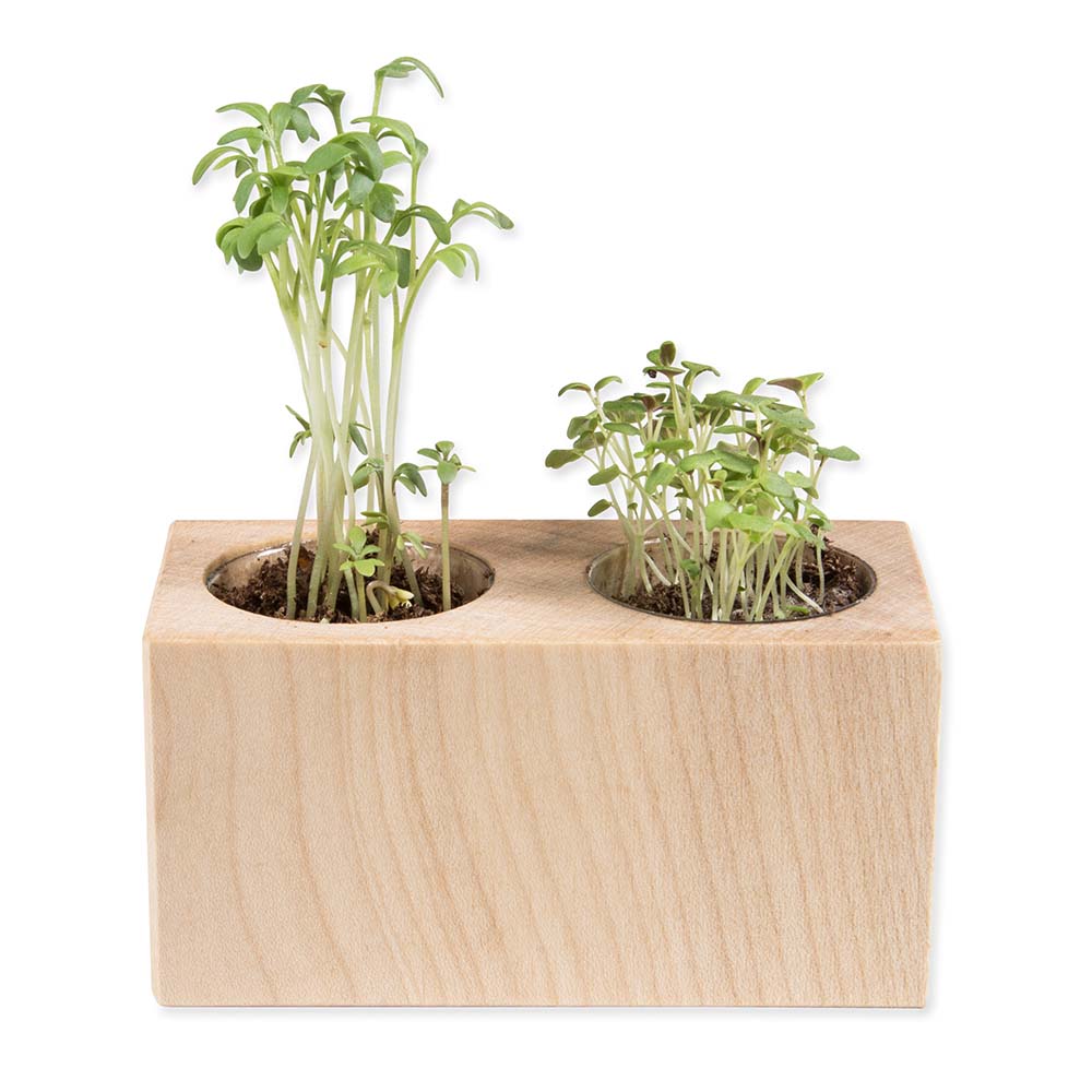 Pflanz-Holz 2er Set mit Samen - Gartenkresse