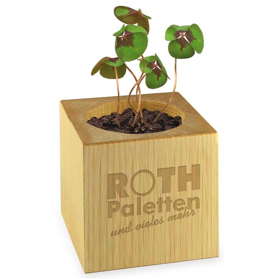 Pflanz-Holz Star-Box mit Samen - Glücksklee-Zwiebel, 1 Seite gelasert (* Je nach Verfügbarkeit der Glücksklee-Zwiebeln)