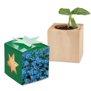 Pflanz-Holz Star-Box mit Samen - Vergissmeinnicht, 1 Seite gelasert