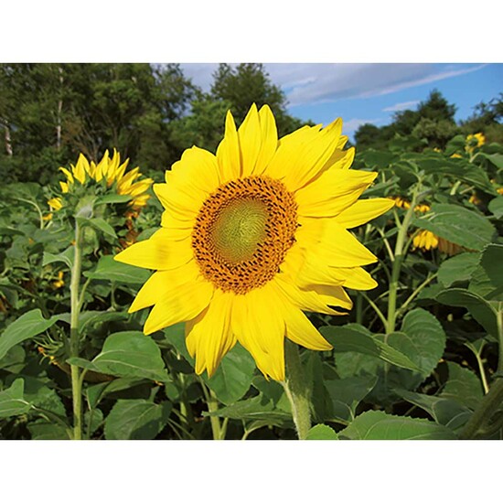 Pflanz-Holz Maxi Star-Box mit Samen - Sonnenblume