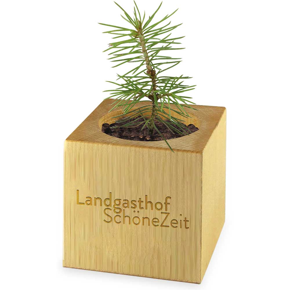 Pflanz-Holz Maxi Star-Box mit Samen - Sonnenblume, 2 Seiten gelasert