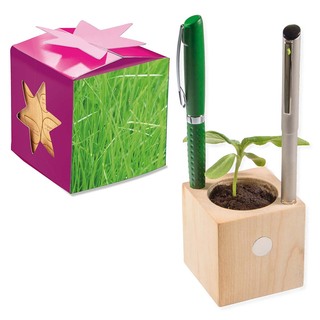 Pflanz-Holz Büro Star-Box mit Samen - Gras