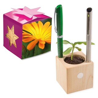 Pflanz-Holz Büro Star-Box mit Samen - Ringelblume, 1 Seite gelasert