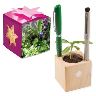 Pflanz-Holz Büro Star-Box mit Samen - Kräutermischung, 2 Seiten gelasert