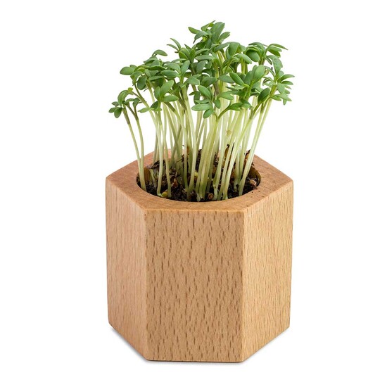 Pflanz-Holz Hexagon mit Samen - Gartenkresse