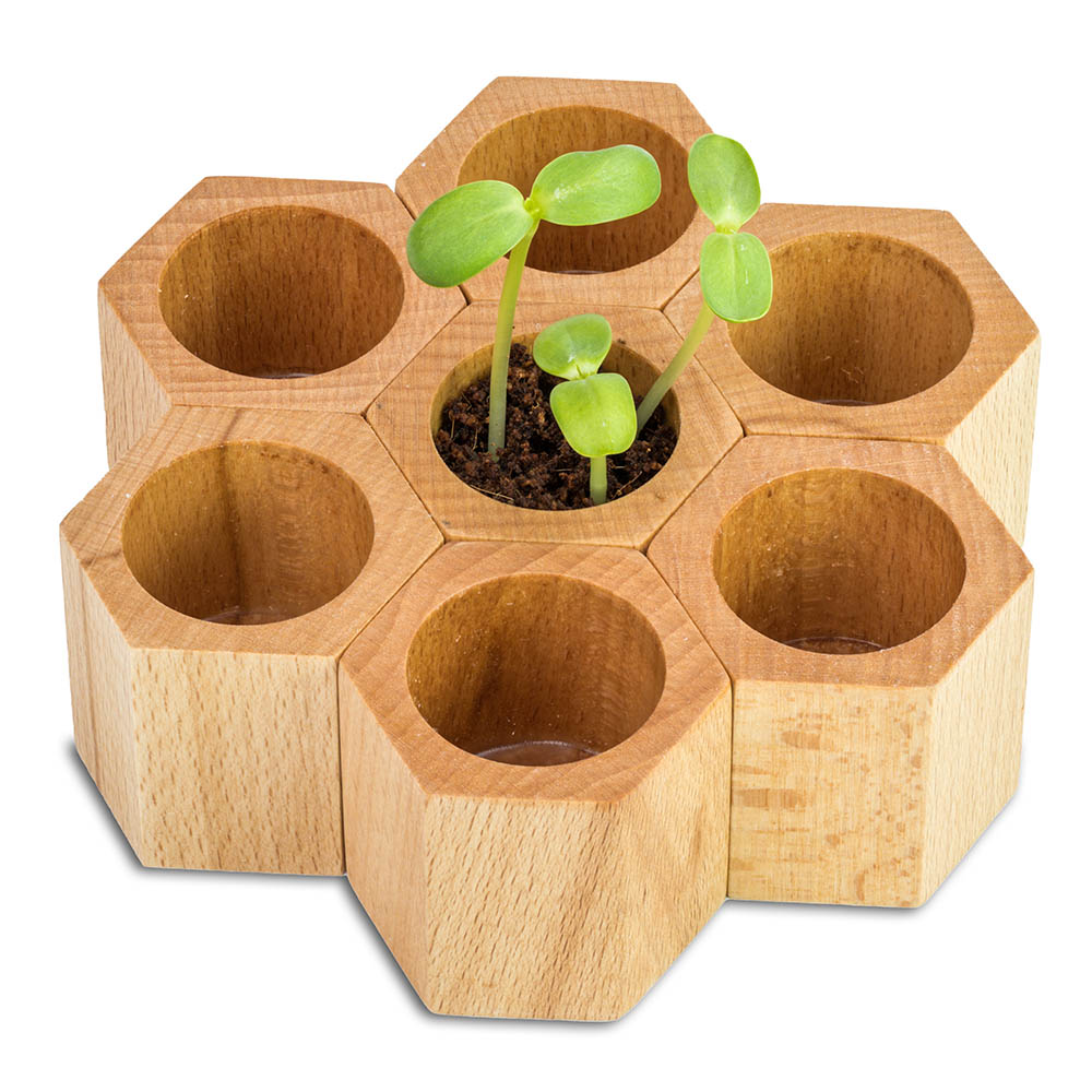 Pflanz-Holz Hexagon mit Samen - Gewürzpaprika
