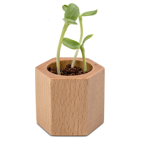 Pflanz-Holz Hexagon mit Samen - Gewürzpaprika
