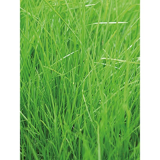 Florero-Töpfchen mit Samen - rot - Gras
