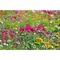 Florero-Töpfchen mit Samen - rot - Sommerblumenmischung