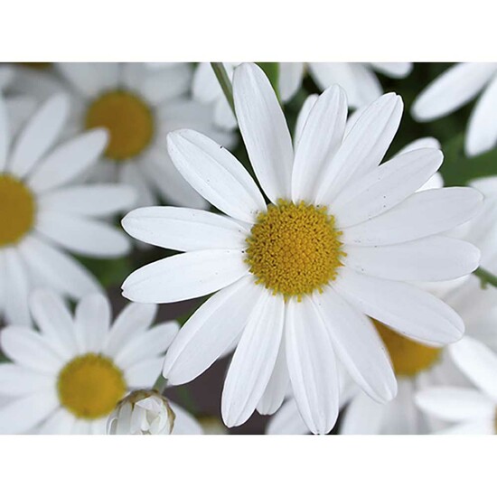 Florero-Töpfchen mit Samen - schwarz - Margerite