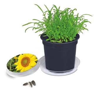 Florero-Töpfchen mit Samen - schwarz - Sonnenblume
