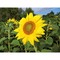 Florero-Töpfchen mit Samen - schwarz - Sonnenblume