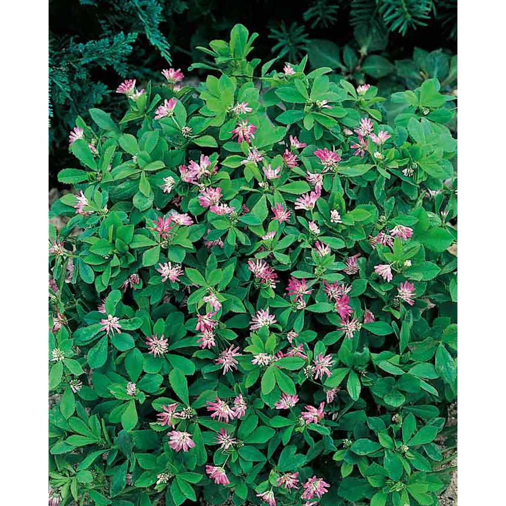 Mini-Beet mit Samen - Persischer Klee