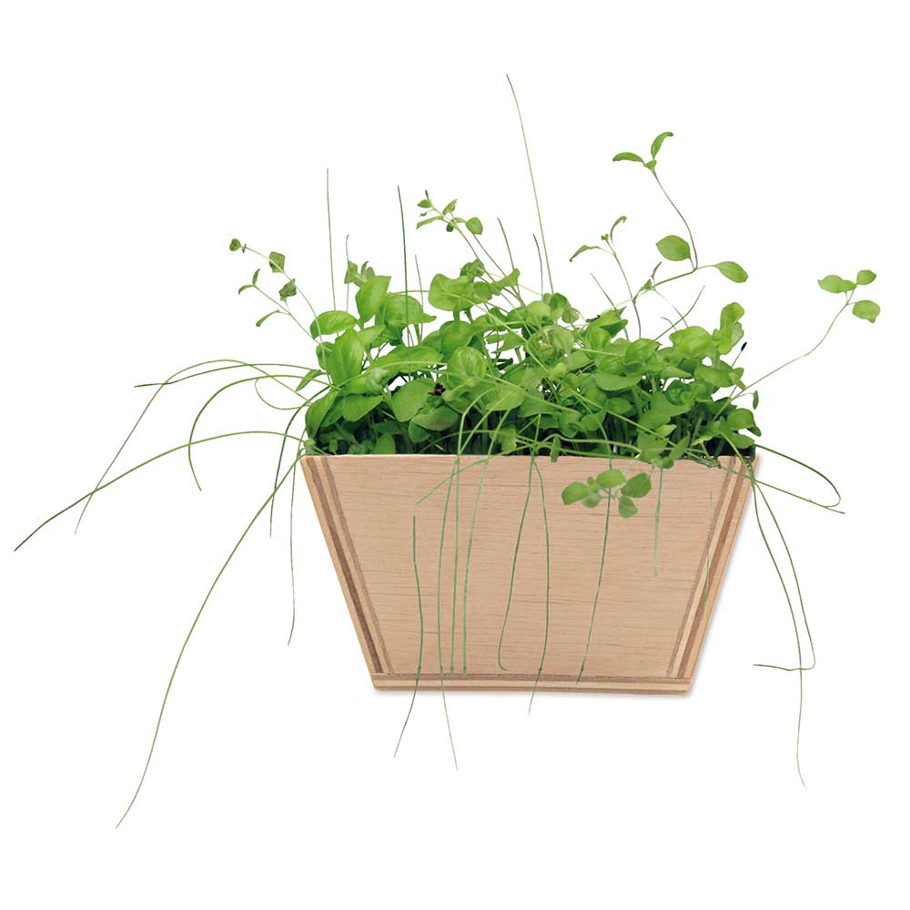 Mini-Beet mit Samen - Basilikum, Lasergravur